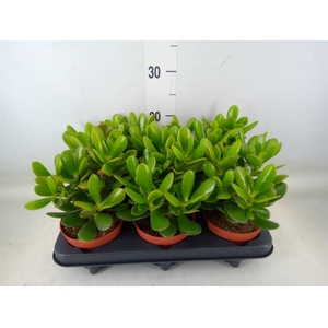 Crassula  'Magical Tree'