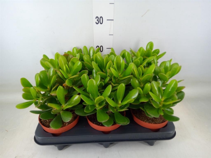 <h4>Crassula  'Magical Tree'</h4>