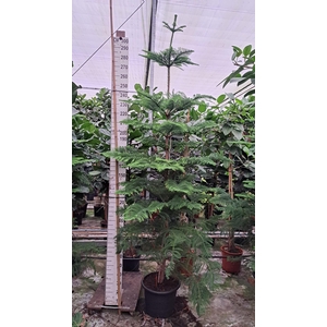 Araucaria 300