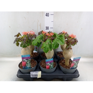 Jatropha podagrica