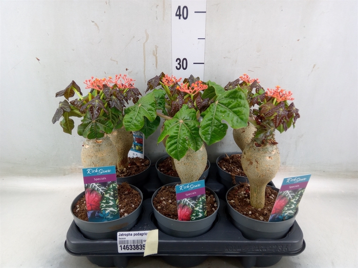 <h4>Jatropha podagrica</h4>