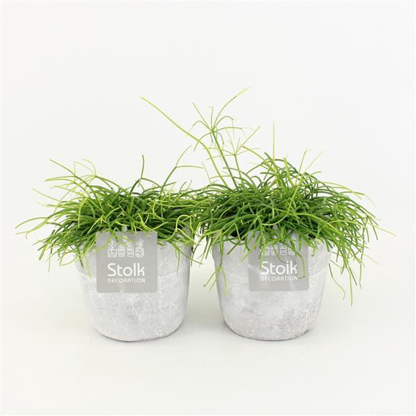 <h4>Rhipsalis Cassutha in stone look pot</h4>