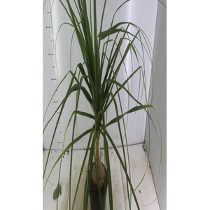 BEAUCARNEA P17