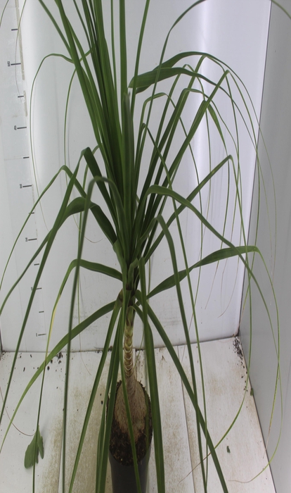 <h4>BEAUCARNEA P17</h4>