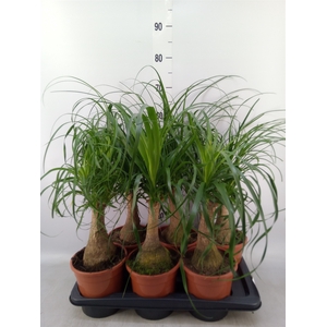 Beaucarnea recurvata