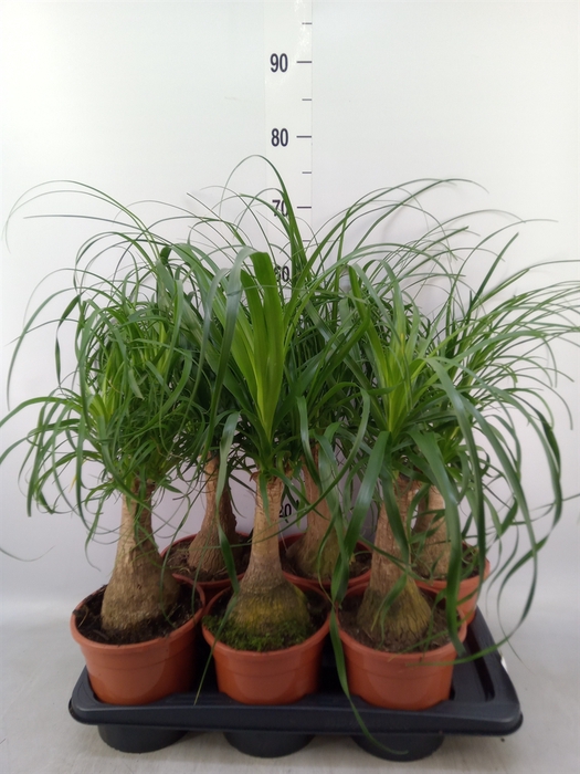 <h4>Beaucarnea recurvata</h4>