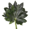 FATSIA JAPONICA BLAD