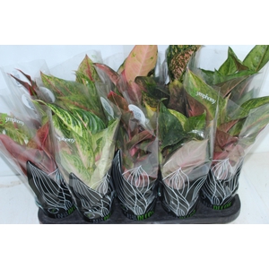 AGLAONEMA VARIADA P12 PREMIUM