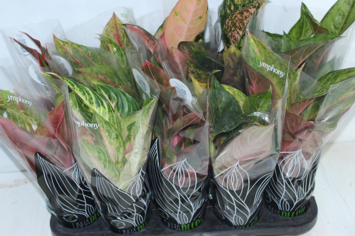 <h4>AGLAONEMA VARIADA P12 PREMIUM</h4>