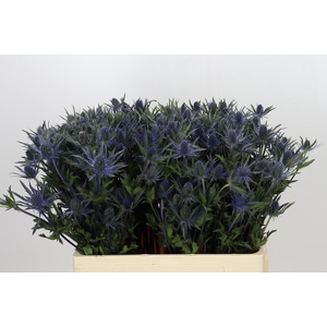 Eryngium Planum