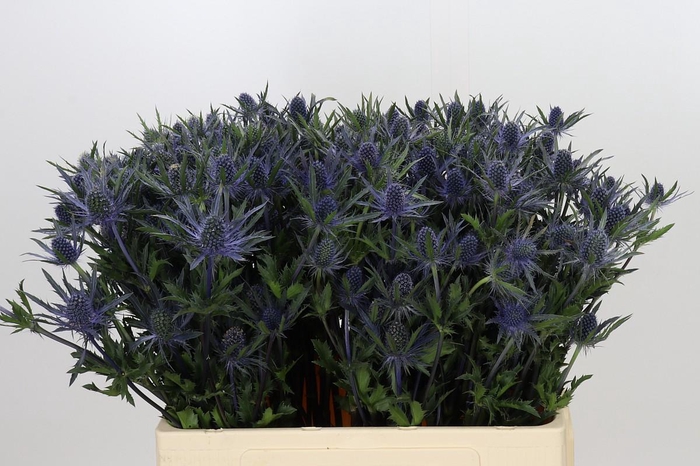 <h4>Eryngium Planum</h4>