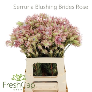 Serruria Blushing Brides Rose 2-5 Flwrs