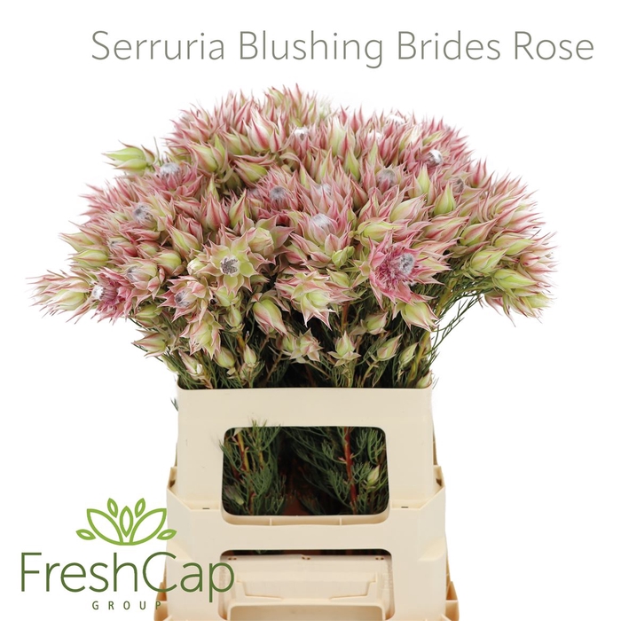 <h4>Serruria Blushing Brides Rose 2-5 Flwrs</h4>