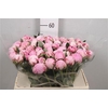 Paeonia Sarah Bernhardt | Heavy Quality