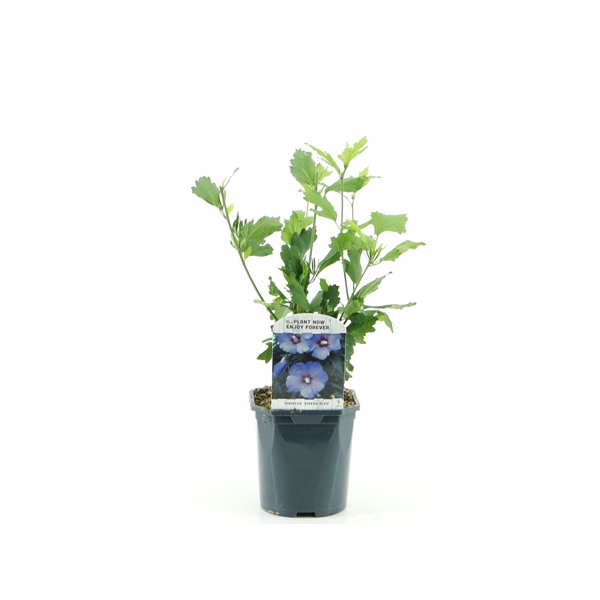 <h4>Hibiscus syr. Oiseau Blue</h4>