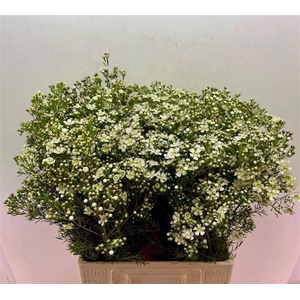 CHAME UN JUPITE MOON