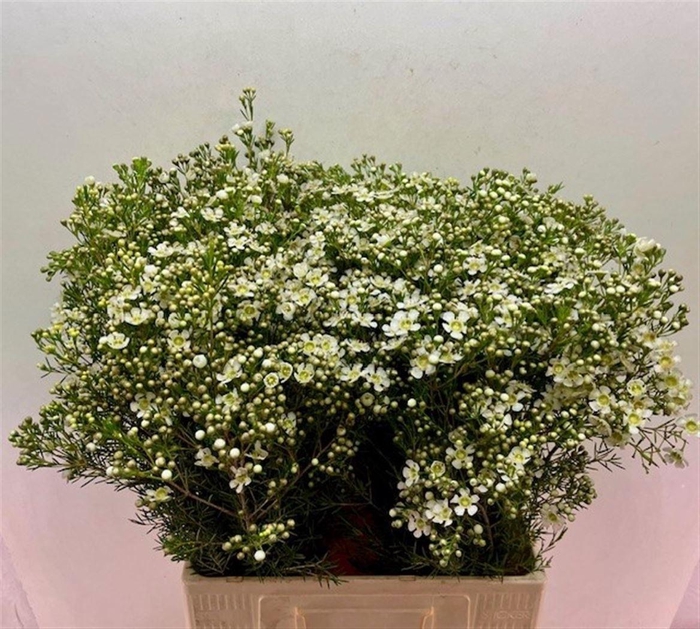 <h4>CHAME UN JUPITE MOON</h4>