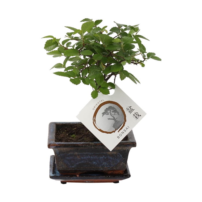 <h4>Bonsai 'Zelkova parv.' in ø12cm Ceramic Ball Shape with Saucer</h4>