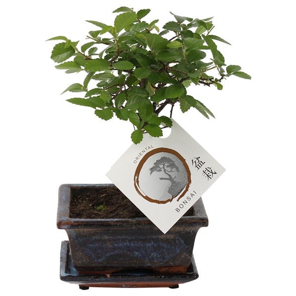 <h4>Bonsai 'Zelkova parv.' in ø12cm Ceramic Ball Shape with Saucer</h4>