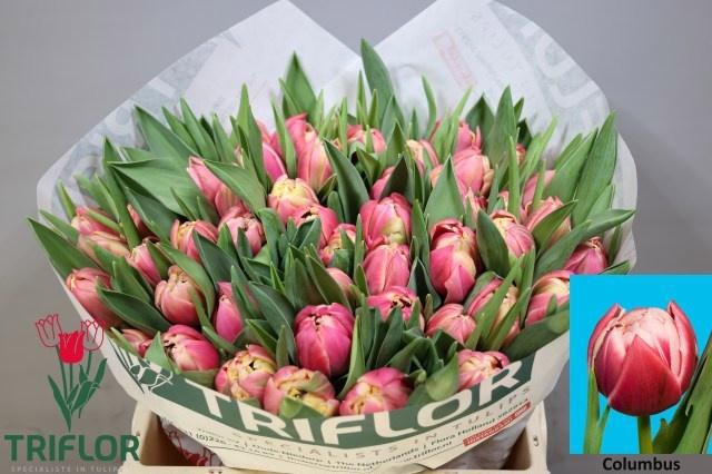 <h4>TU DU COLUMBUS</h4>