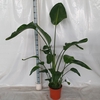 STRELITZIA NICOLAI