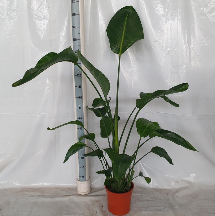 <h4>STRELITZIA NICOLAI</h4>