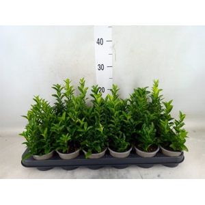Euonymus japon. 'Green Spire'