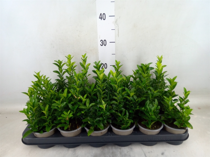 <h4>Euonymus japon. 'Green Spire'</h4>