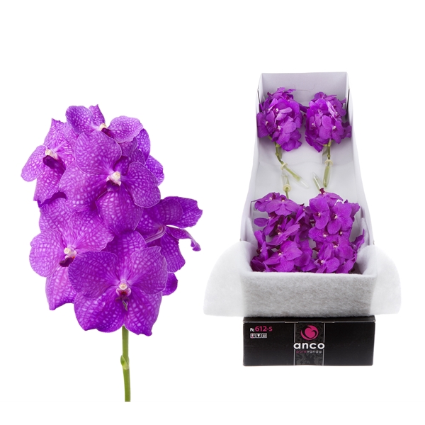 <h4>Vanda Hot Magenta x8</h4>