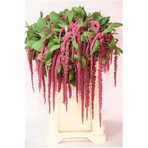 Amar Ca Red Cord