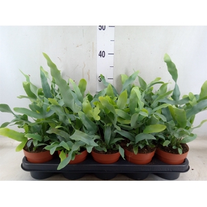 Phlebodium aureum 'Blue Star'