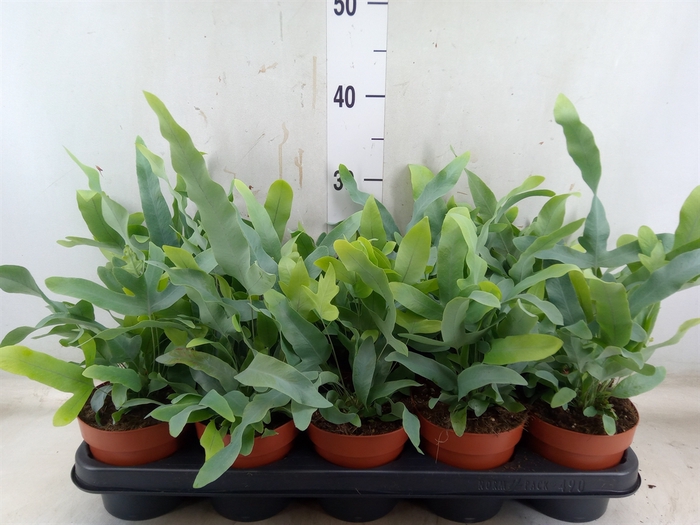<h4>Phlebodium aureum 'Blue Star'</h4>
