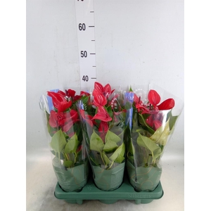 Anthurium  'Banderola Lava'