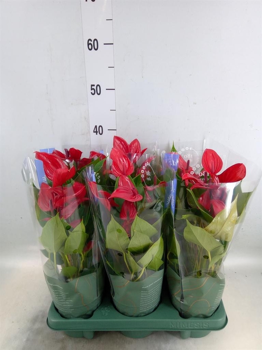 <h4>Anthurium  'Banderola Lava'</h4>