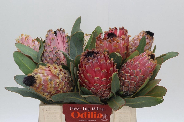 <h4>PROTEA MAGNIFICA</h4>