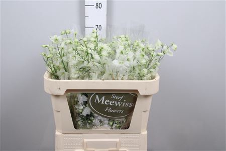 <h4>Delphinium DU 'Dewi imp White'</h4>