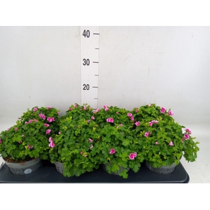 Pelargonium gran.   ..