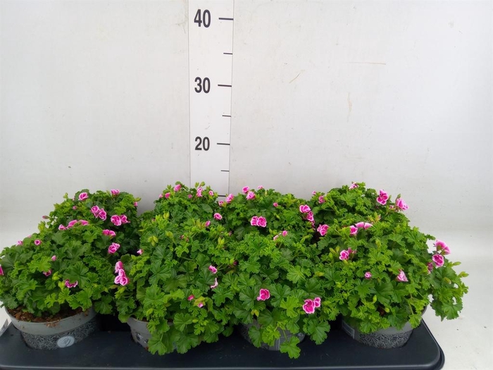 <h4>Pelargonium gran.   ..</h4>