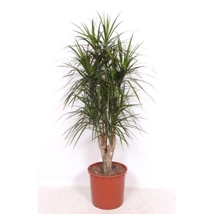 DRA MARGINATA