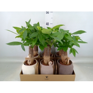 Pachira aquatica