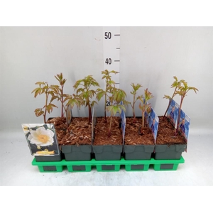 Paeonia lact. 'Krinkled White'