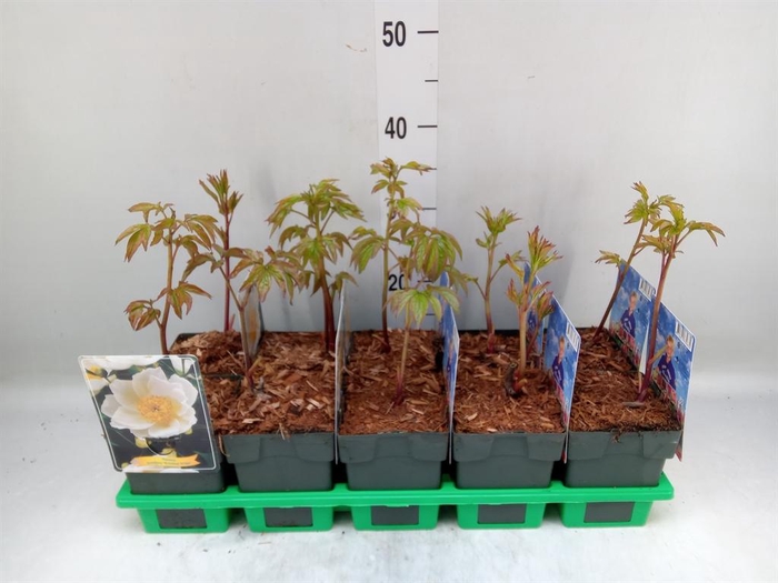 <h4>Paeonia lact. 'Krinkled White'</h4>