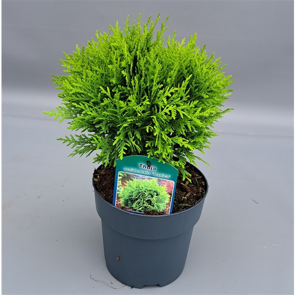 <h4>Thuja occidentalis 'Danica'</h4>