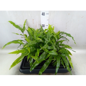 Arr.   Kamerplant Groen H%
