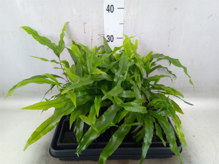 <h4>Arr.   Kamerplant Groen H%</h4>