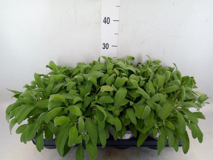 <h4>Salvia officinalis</h4>