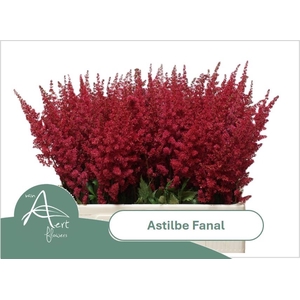ASTIL AR FANAL