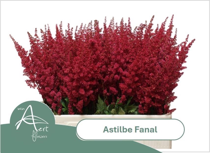 <h4>ASTIL AR FANAL</h4>