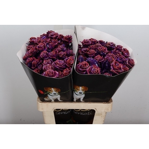 R Tr Wx Flaming Purple Xl