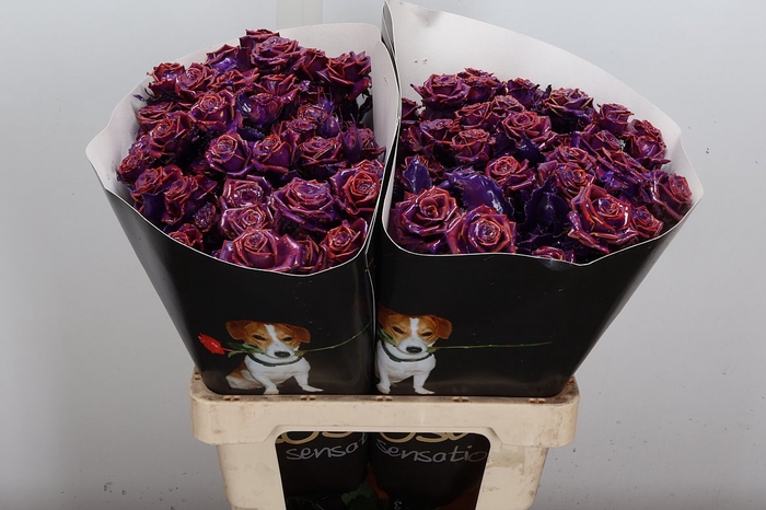 <h4>R Tr Wx Flaming Purple Xl</h4>